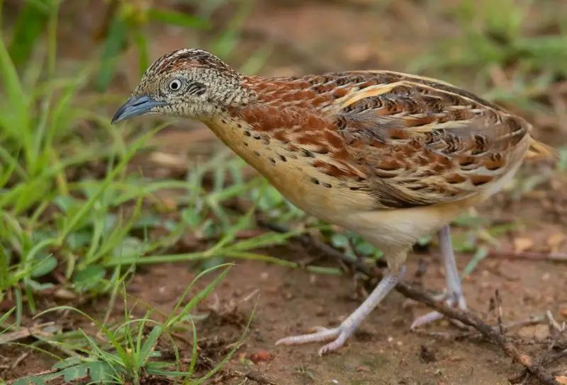 Quail in California