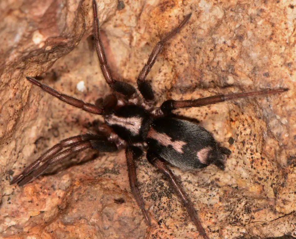Tarantulas in California
