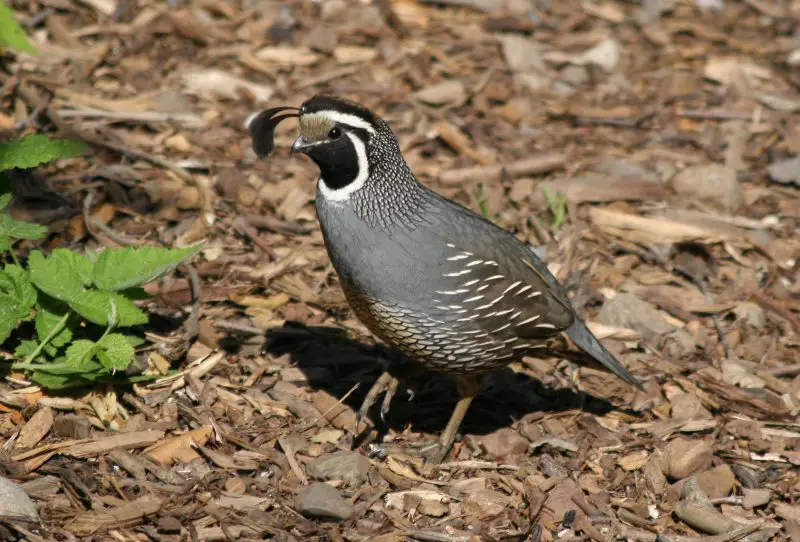 quail in washington state
