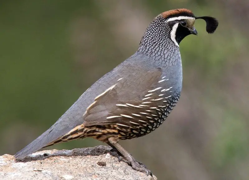Quail in Arizona