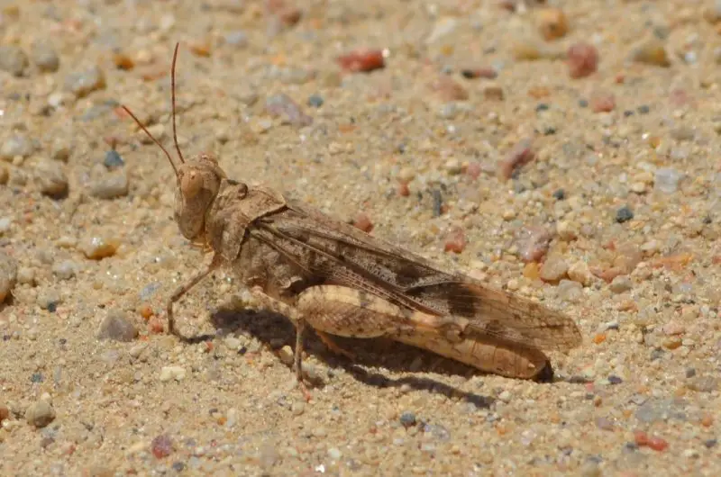 Grasshoppers in California