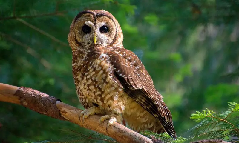 Owls in California