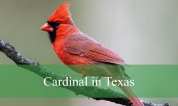 2 Types of Cardinals in Texas (With Pictures and Identification)