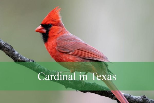 Cardinal in Texas