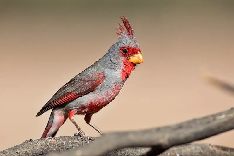 Cardinals in Texas