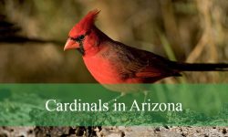2 Types of Cardinals in Arizona (With Pictures and Identification)