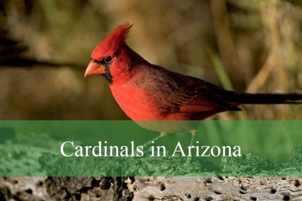 Cardinals in Arizona