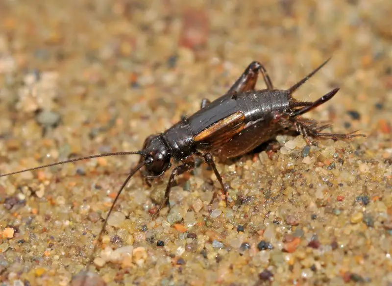 Crickets in Texas