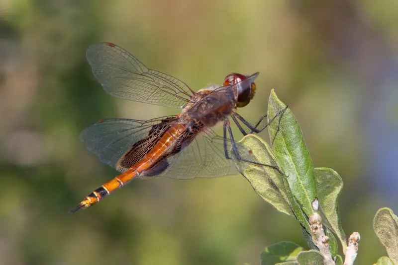 Dragonflies in Florida