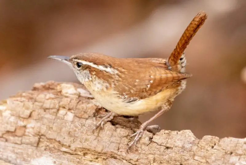 Wrens in Florida
