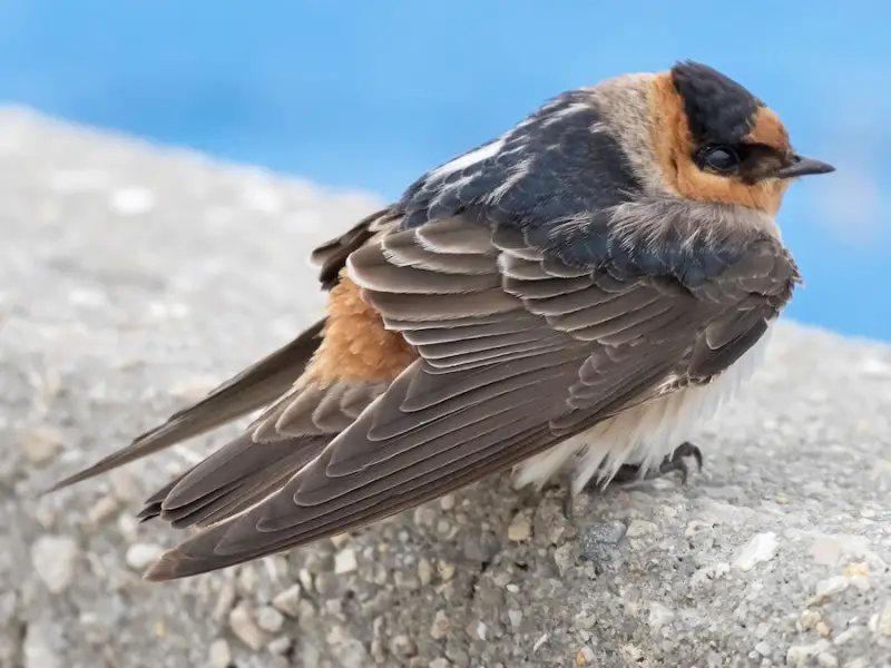 Swallows in Texas
