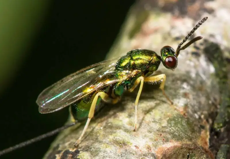 Wasps in Georgia