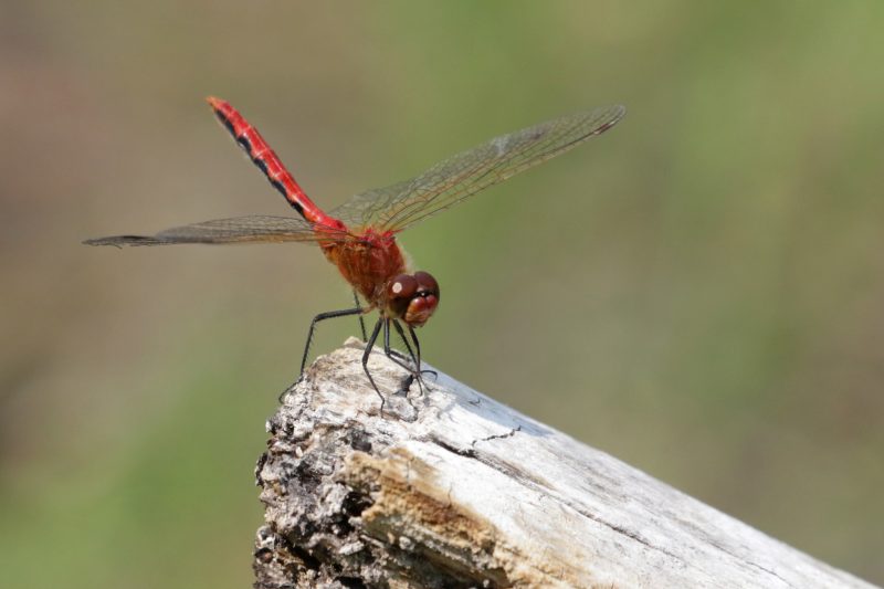 Dragonflies in Ohio