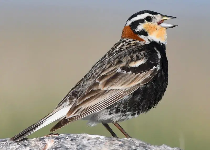Sparrows in Texas