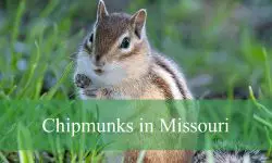 The Curious World of Chipmunks in Missouri You’ve Never Noticed
