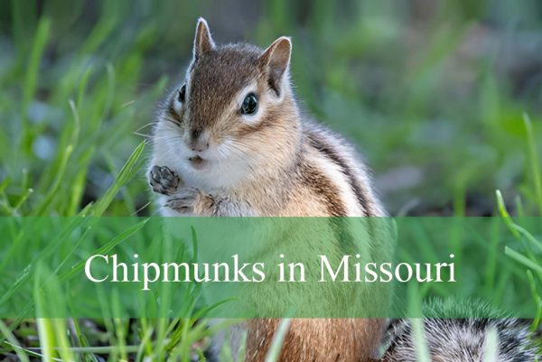 Chipmunks in Missouri