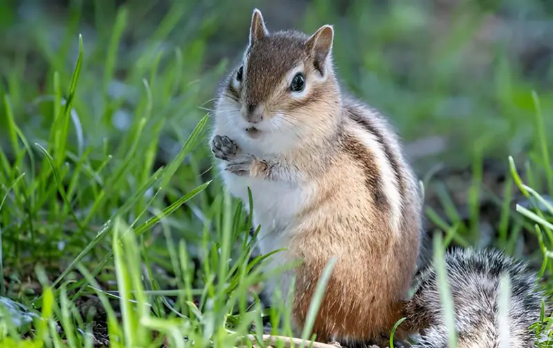 Chipmunks in Missouri