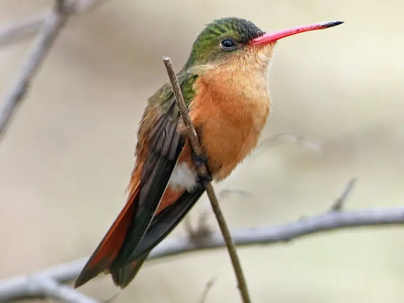 Hummingbirds in New Mexico