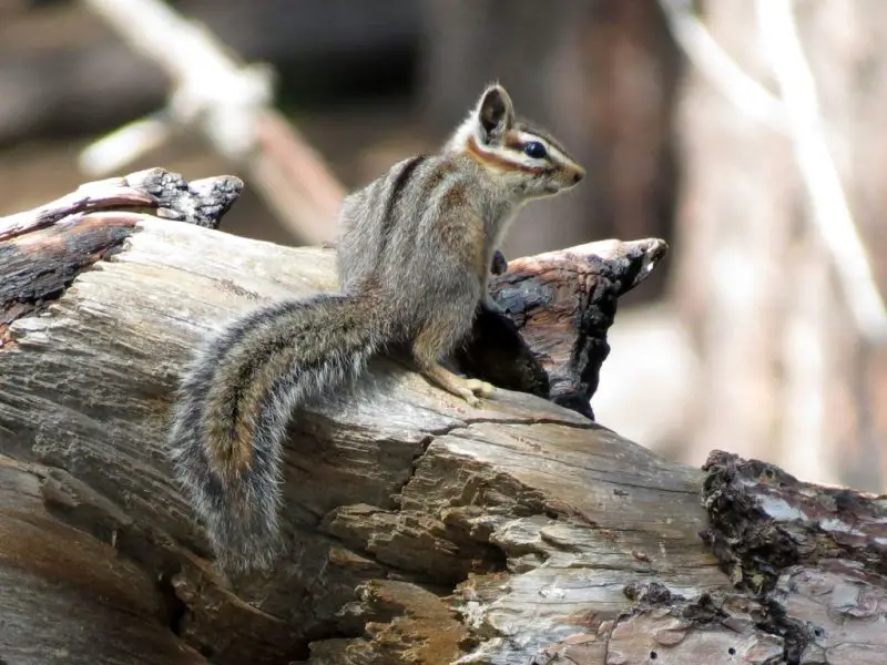 Squirrels in Utah