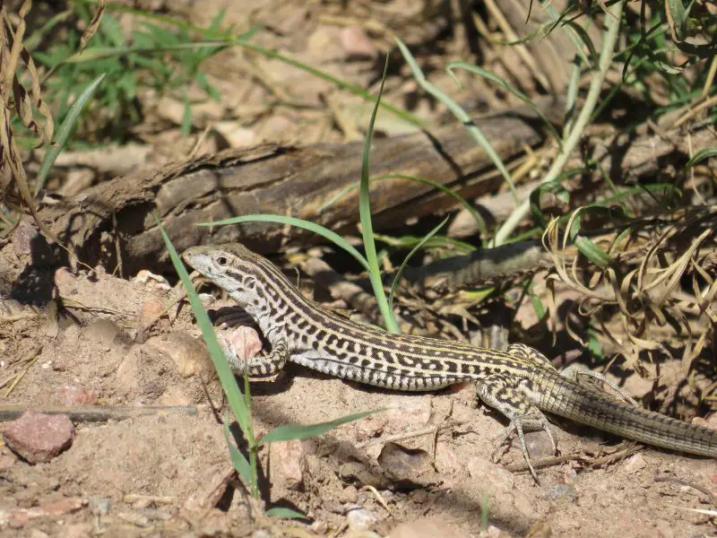 Lizards in Colorado
