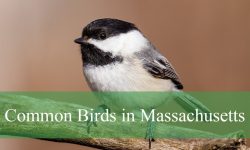 47 Common Birds in Massachusetts​ (Pictures and Identification)