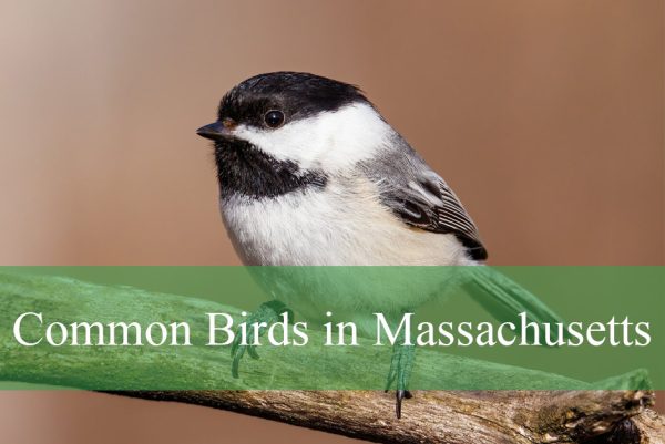 Common Birds Found in Massachusetts​
