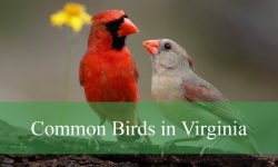 48 Common Birds in Virginia​ (With Pictures and Identification)