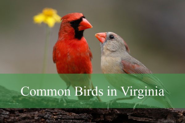 Common Birds Found in Virginia​