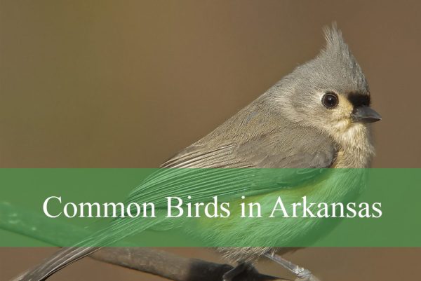 Common Birds in Arkansas