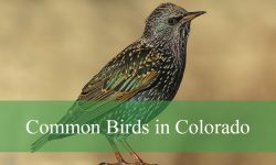 43 Common Birds in Colorado (With Pictures and Identification)