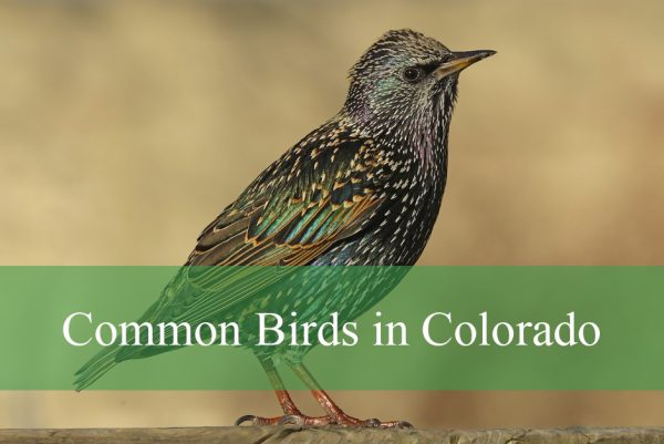 Common Birds in Colorado