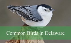 46 Common Birds in Delaware​ (With Pictures and Identification)