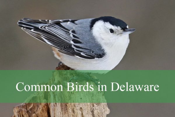 Common Birds in Delaware
