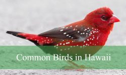 42 Common Birds in Hawaii​ (With Pictures and Identification)