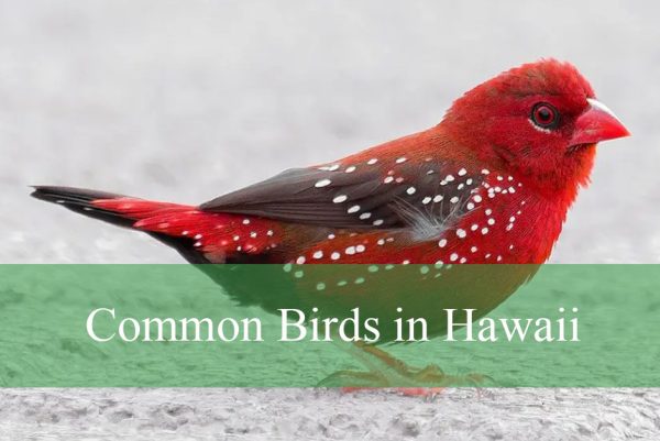 Common Birds in Hawaii