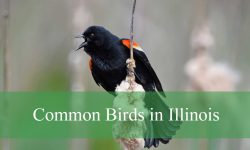 38 Common Birds in Illinois (With Pictures and Identification)