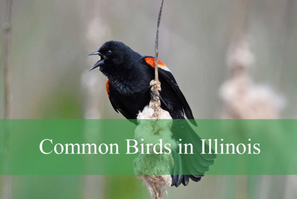 Common Birds in Illinois