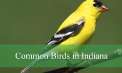 46 Common Birds in Indiana​ (With Pictures and Identification)