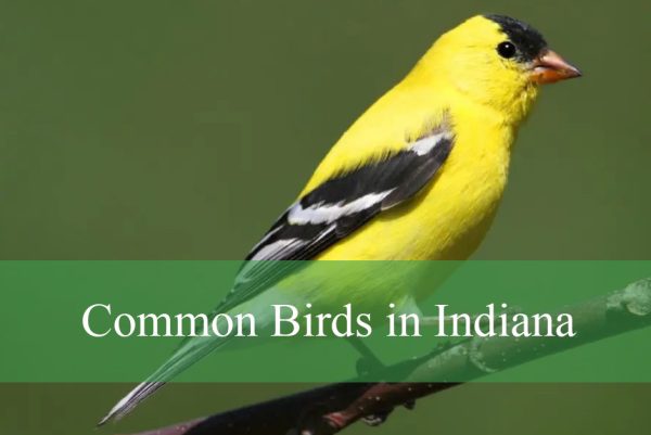 Common Birds in Indiana​