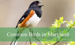 42 Common Birds in Maryland (With Pictures and Identification)