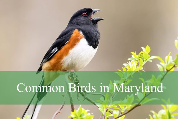 Common Birds in Maryland
