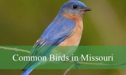 44 Common Birds in Missouri (With Pictures and Identification)