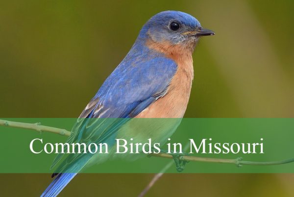 Common Birds in Missouri