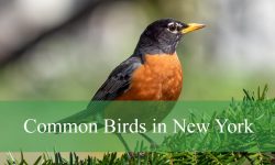 45 Common Birds in New York​ (With Pictures and Identification)