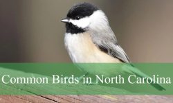 45 Common Birds in North Carolina​ (Pictures and Identification)