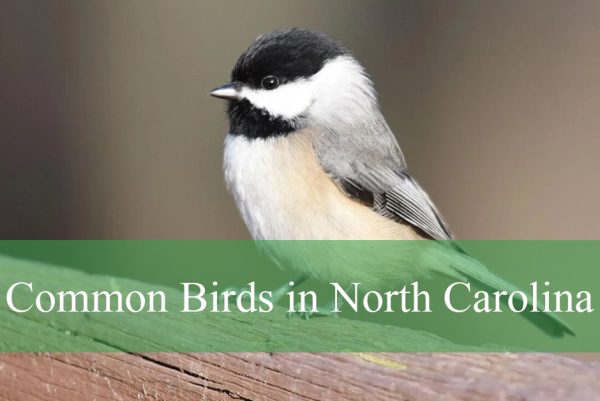 Common Birds in North Carolina