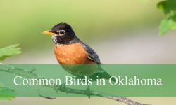 45 Common Birds in Oklahoma (With Pictures and Identification)