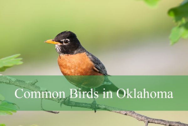 Common Birds in Oklahoma