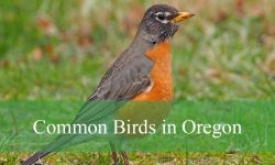 43 Common Birds in Oregon​ (With Pictures and Identification)
