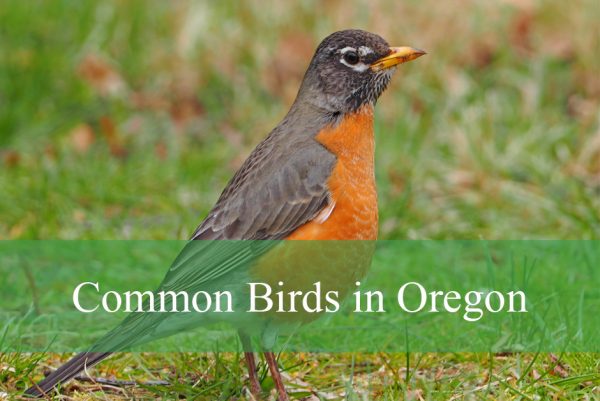 Common Birds in Oregon​